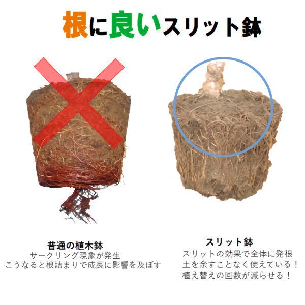 6号スリット鉢 懸崖タイプ 90個入りケース販売 【送料無料】 北海道