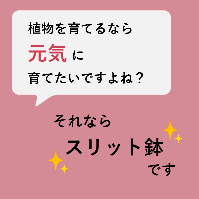 10号スリット鉢 懸崖タイプ（グリーン）直径30cm CSK-300 : 花実樹(は