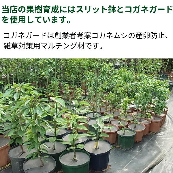 5号スリット鉢 ロングタイプ 192個入りケース販売 【送料無料】 北海道