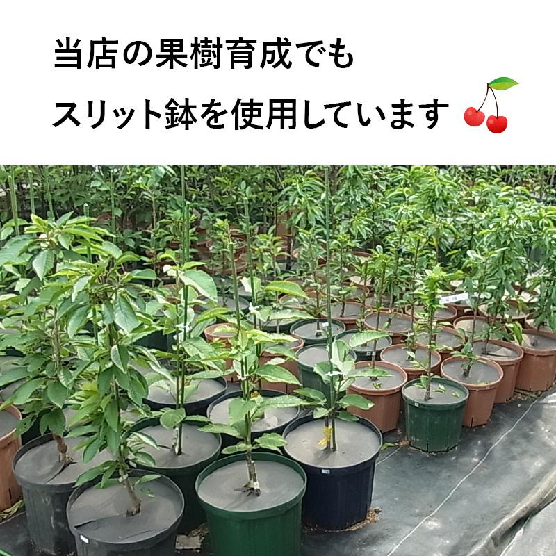 7号スリット鉢（ロングタイプ）直径21cm CSM-210L 容量約5.1L モス