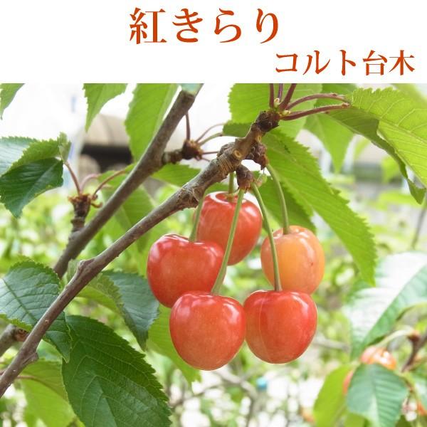 登録品種【さくらんぼ：紅きらり】コルト台木 1年生裸苗 : 花実樹(はな