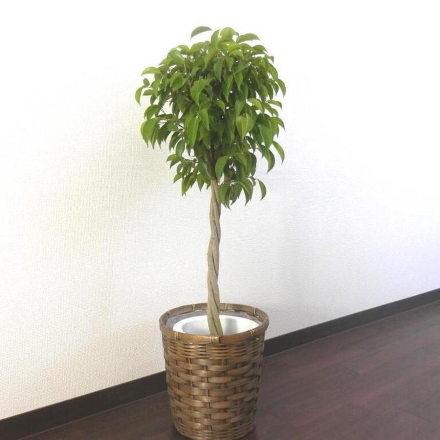 未使用品 ベンジャミン 7号 税込 送料込 バスケット 生花