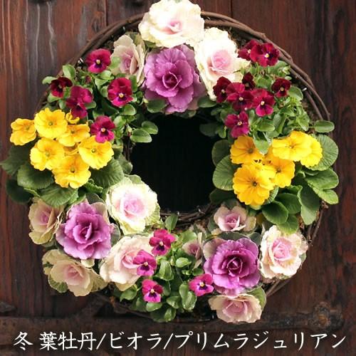 お得な2回分]中サイズ リース セット 花苗で作る なごみ ハンギング