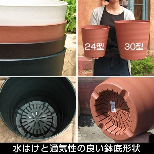 ♪プレオメ♪8号鉢直径約24㎝ 鉢底から葉先まで約132㎝ フレグラーポット24型 8号鉢 植木鉢 深型 丸型 : 花苗園芸店なごみ