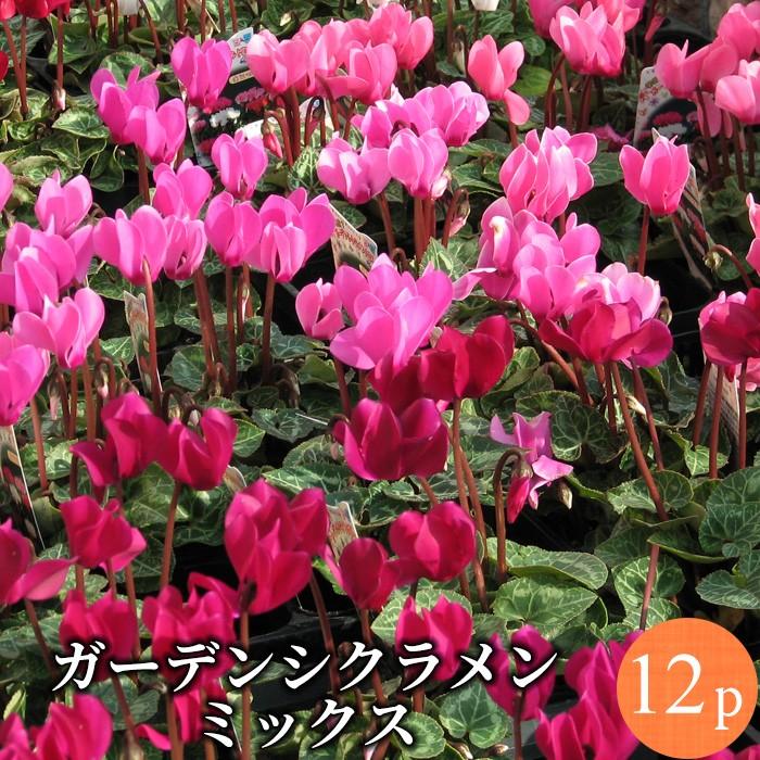 ガーデンシクラメン ミニ シクラメン花苗 全色ミックス 12ポットミックス セット 058 花苗園芸店なごみ 通販 Yahoo ショッピング
