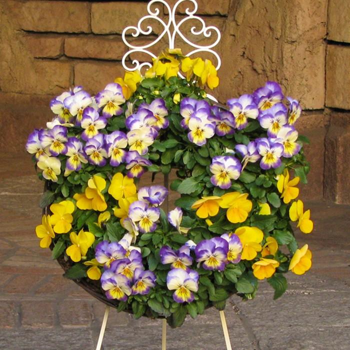 ビオラ 花苗 全色ミックス 6品種 24ポットセット ヴィオラ 人気ビオラ