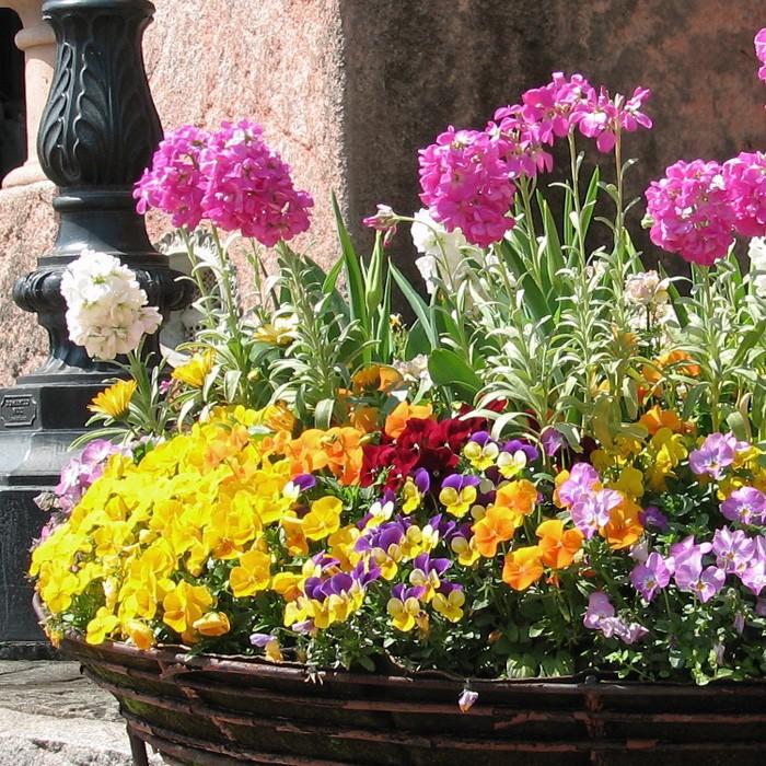 ビオラ 花苗 全色ミックス 6品種 24ポットセット ヴィオラ 人気ビオラ