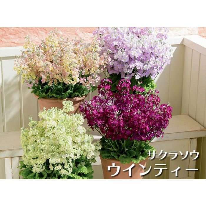 寄託 許容できる アイドル 花 の 苗 激安 顎 ユダヤ人 推進力