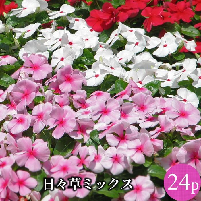 ニチニチソウ ビンカ 花苗 24ポットミックス セット