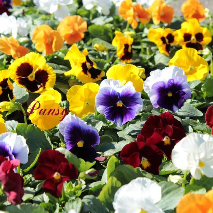 パンジー 花苗 定番の全色MIX 5-6品種 24ポット セット 中大輪 人気