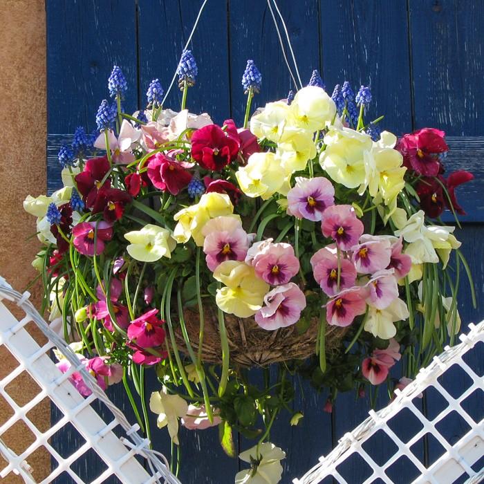 パンジー 花苗 定番の全色MIX 5-6品種 24ポット セット 中大輪 人気