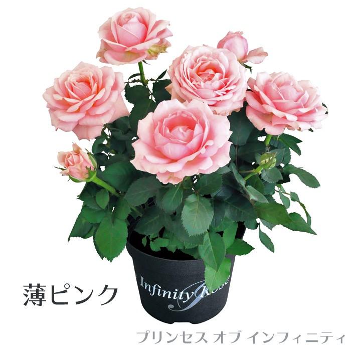 ミニバラ 花鉢 インフィニティ ローズ 3 5号 花苗 花苗園芸店なごみ 通販 Yahoo ショッピング