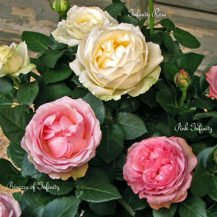 ミニバラ 花鉢 インフィニティ ローズ 3 5号 花苗 花苗園芸店なごみ 通販 Yahoo ショッピング