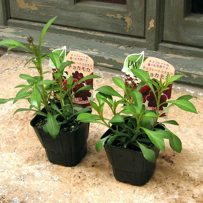 チョコレートコスモス チョカモカ 3号 217 花苗園芸店なごみ 通販 Yahoo ショッピング