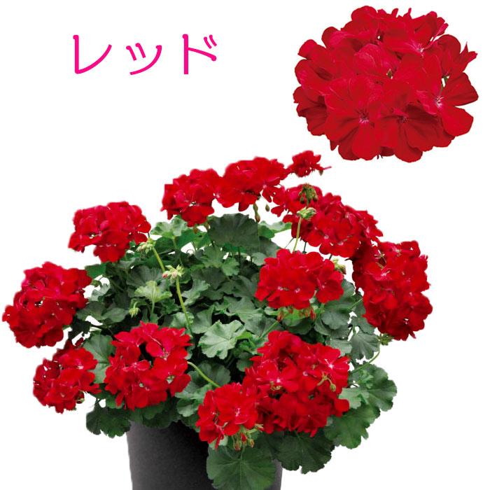 レビューを書けば送料当店負担 スーパーゼラニウム チャンピオン 花苗 3号 Discoversvg Com