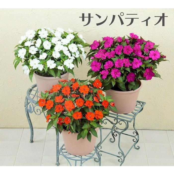 サンパティオ 改良ニューギニアインパチェンス 3 5号 花苗 夏苗予約 花苗園芸店なごみ 通販 Yahoo ショッピング