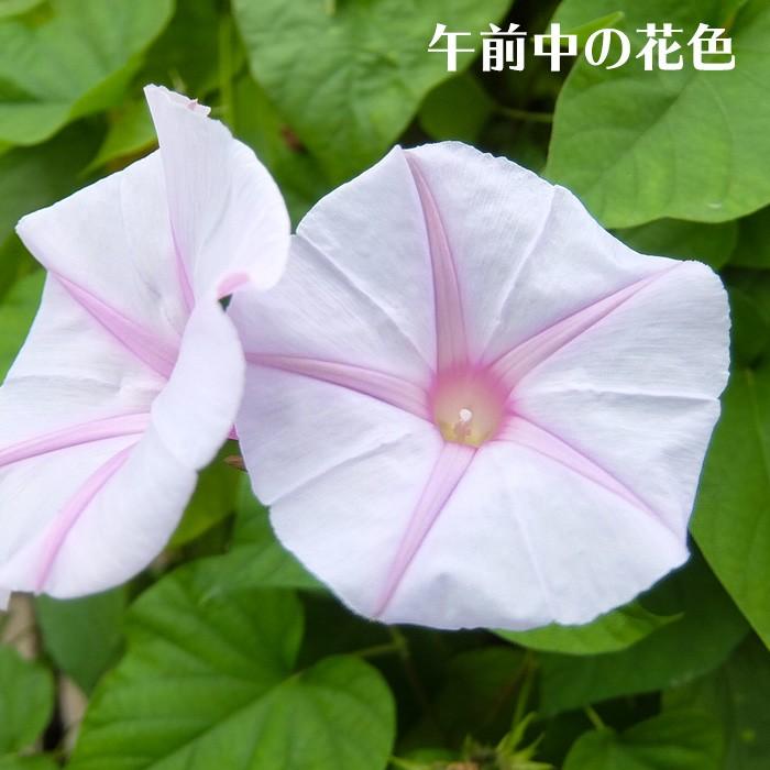 琉球朝顔 宿根あさがお ケープタウンシルバー 緑のカーテン 3 5号 花苗園芸店なごみ 通販 Yahoo ショッピング
