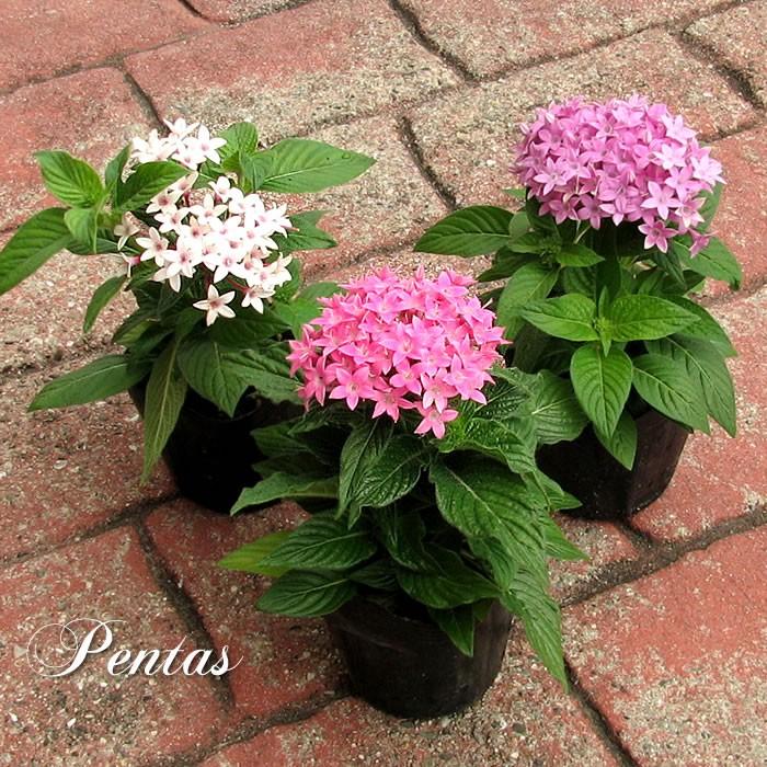 ペンタス 花苗 12ポットミックス 216 花苗園芸店なごみ 通販 Yahoo ショッピング