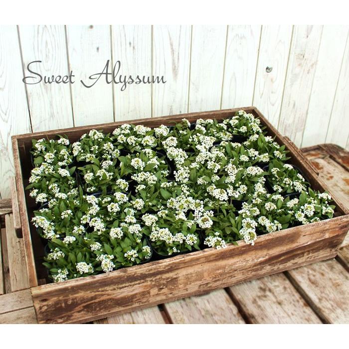 スイートアリッサム 白 花苗 12ポットセット ホワイト 人気生産者 品質