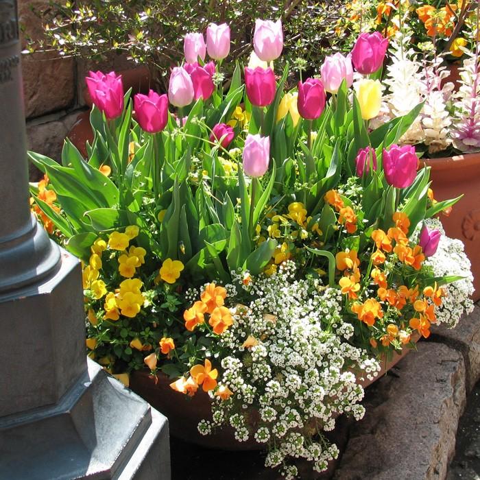 スイートアリッサム 白 花苗 12ポットセット ホワイト 人気生産者 品質