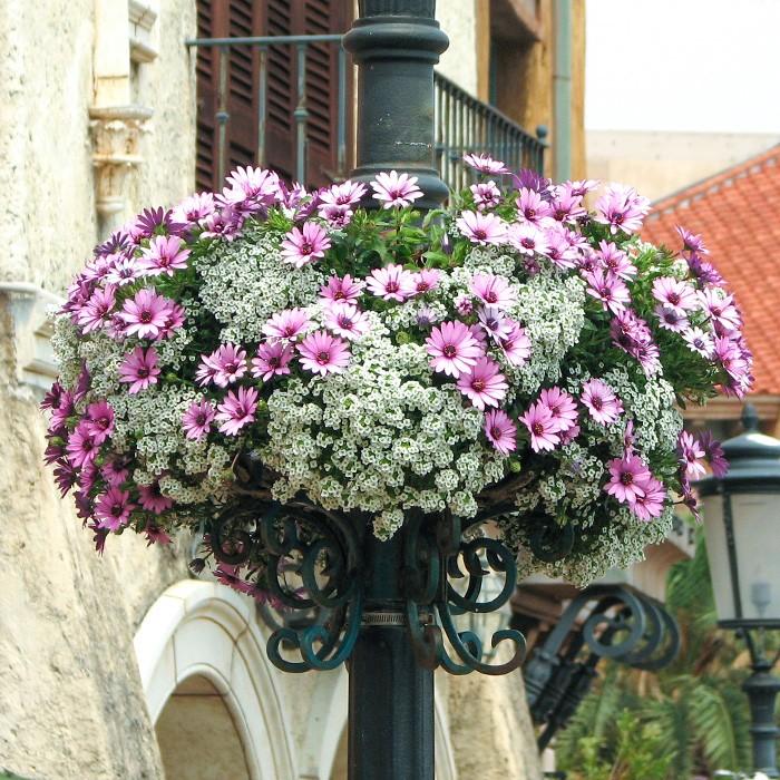 スイートアリッサム 白 花苗 12ポットセット ホワイト 人気生産者 品質