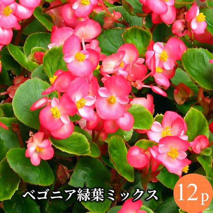 ベゴニア センパフローレンス 緑葉 花苗 12ポットミックス 251 花苗園芸店なごみ 通販 Yahoo ショッピング