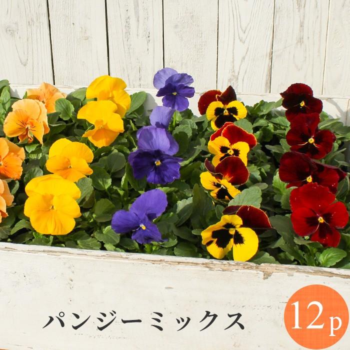 パンジー 花苗 色が選べる 12ポットセット 260 花苗園芸店なごみ 通販 Yahoo ショッピング
