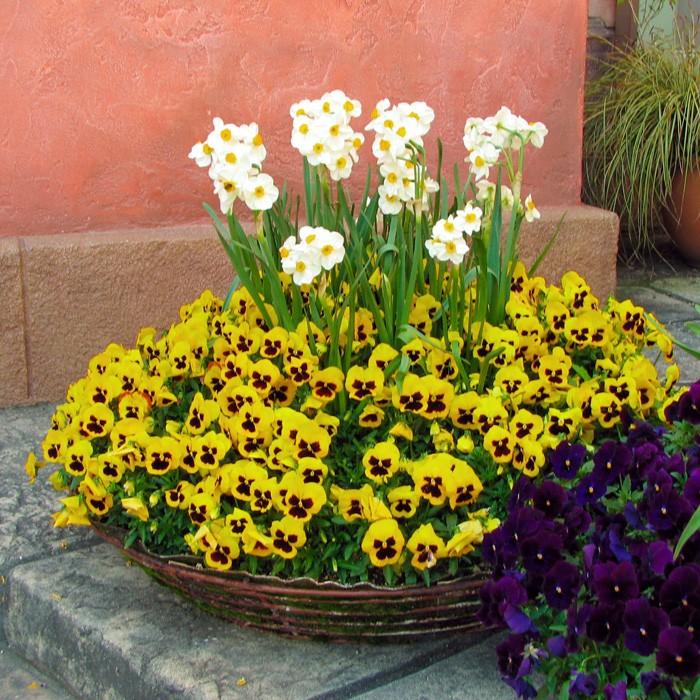 パンジー 花苗 定番の全色MIX 5-6品種 12ポットセット 中大輪