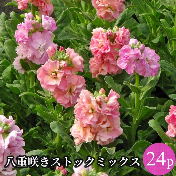 ストック 八重咲き矮性種 花苗 24ポットミックス 人気生産者 品質重視