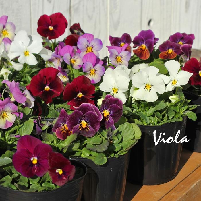 qhmirai様 おまとめ専用ビオラパンジー6苗セット ビオラ 赤系6品種アソート 花苗 24ポットセット ヴィオラ 人気ビオラ