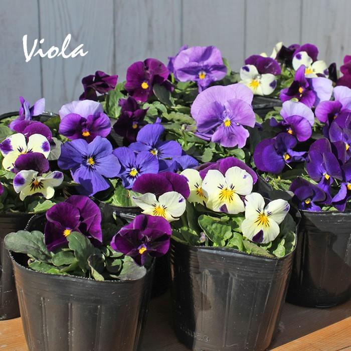 ビオラ 青系6品種アソート 花苗 12ポットセット ヴィオラ 人気ビオラ