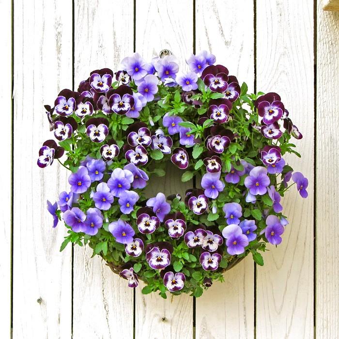 ビオラ 青系6品種アソート 花苗 12ポットセット ヴィオラ 人気ビオラ