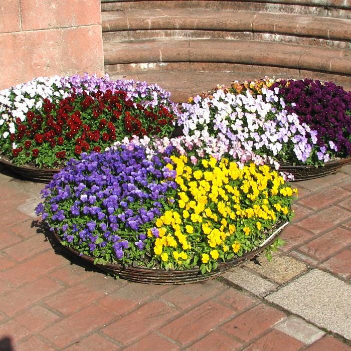 ビオラ 青系6品種アソート 花苗 12ポットセット ヴィオラ 人気ビオラ