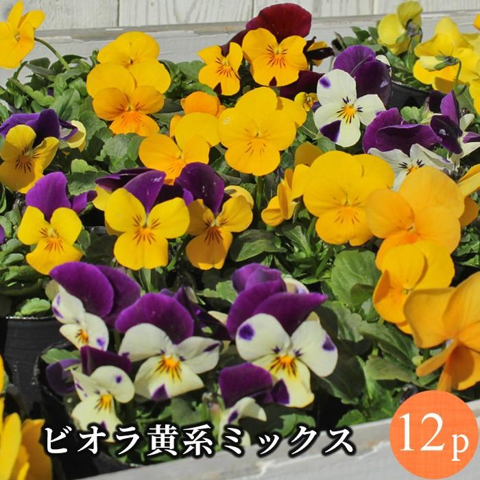 ビオラ 黄系6品種アソート 花苗 12ポットセット ヴィオラ 人気ビオラ