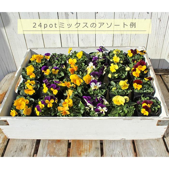 ビオラ 黄系6品種アソート 花苗 12ポットセット ヴィオラ 人気ビオラ