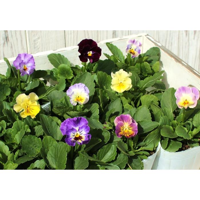 フリル咲きビオラ 新品種モココ mococo アンティーク系 花苗3号 12