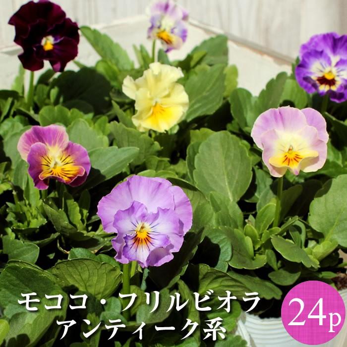 フリル咲きビオラ 新品種モココ mococo アンティーク系 花苗3号 24