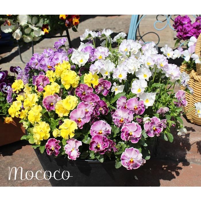 フリル咲きビオラ 新品種モココ mococo アンティーク系 花苗3号 24
