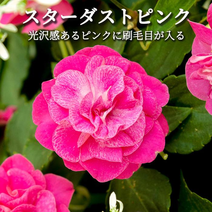 花の種 営利用 500粒 アフリカホウセンカ インパチェンス サカタのタネ スーパーエルフィンxp ピンク メール便発送 種苗 祝開店 大放出セール開催中 インパチェンス