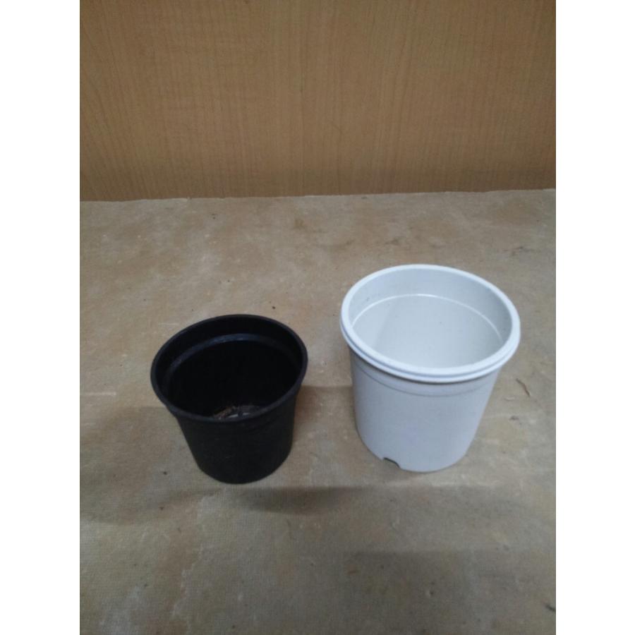 小さい鉢 ２号 プラスチック製 黒白２個づつで１００円 イクナカやふー園芸用品部 通販 Yahoo ショッピング