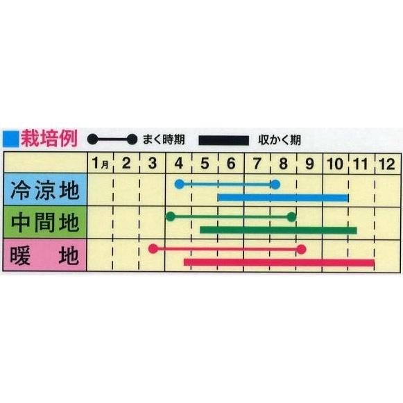 野菜の種 パリパリ夏菜 空芯菜 中国野菜 2袋まで送料73円 優良配送