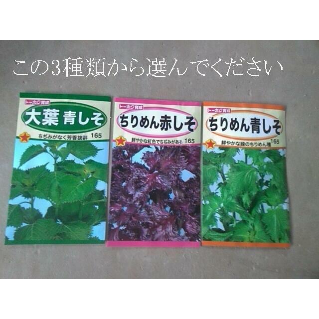 野菜の種 赤しそ 青しそ ４袋まで送料７３円 937 イクナカやふー園芸用品部 通販 Yahoo ショッピング