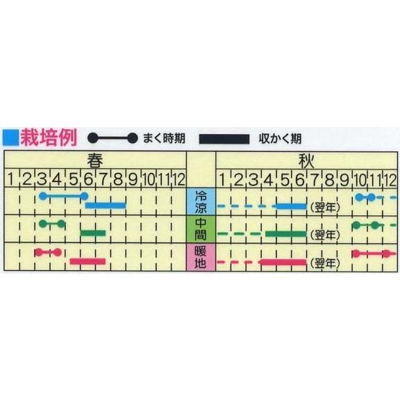 野菜の種 つるありえんどう 送料73円|hananakai-youhin|02