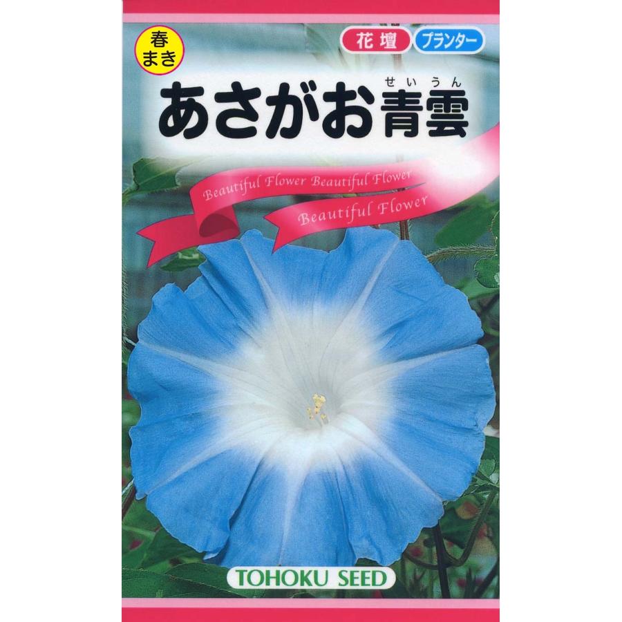 花の種 あさがお青雲 アサガオ 藍色に近い日本的色彩の巨大輪 4袋まで