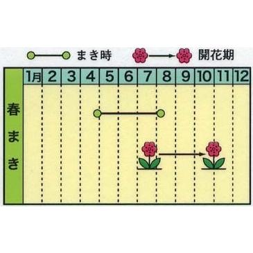 花の種 大輪ひまわり 4袋まで送料73円 優良配送はクリップポス トで