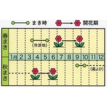 花の種 スターチス ４袋まで送料７３円  優良配送はクリップポス トで送料185円｜hananakai-youhin｜02