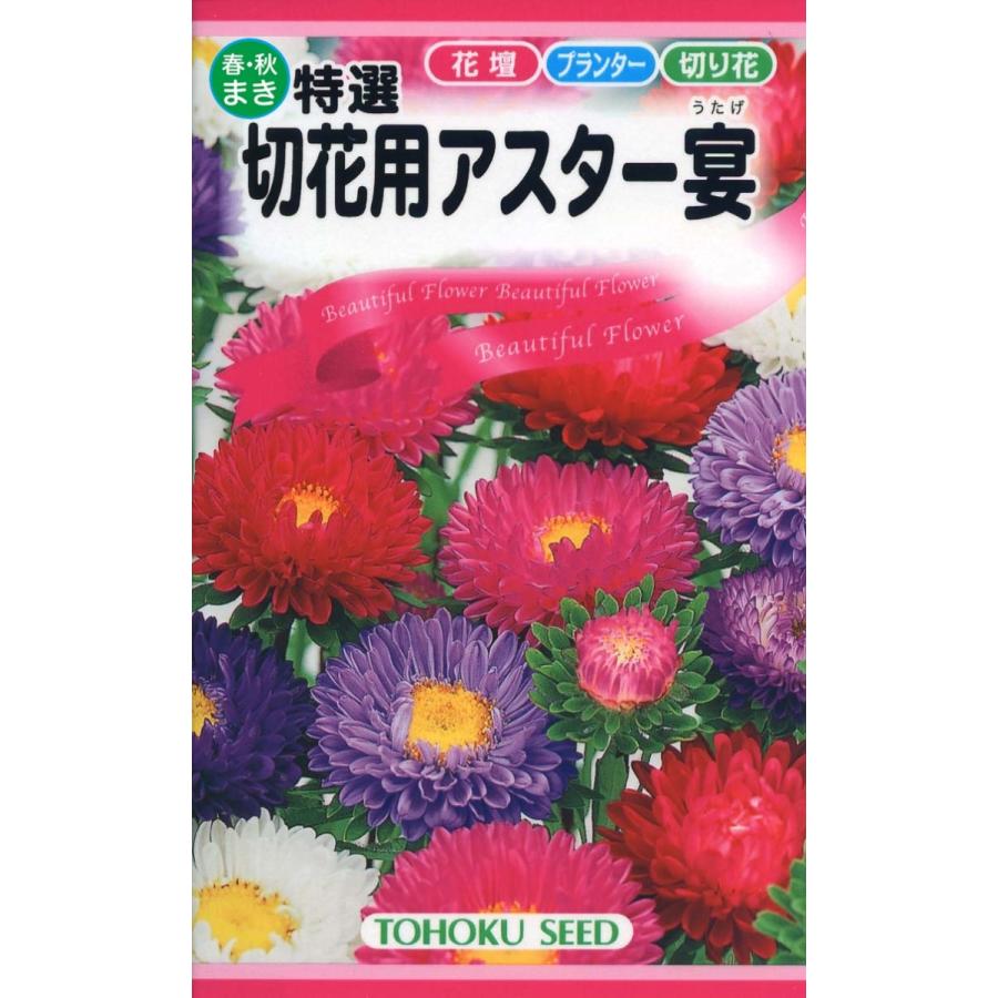 最新のデザイン 花の種 切り花用アスター ４袋まで送料７３円 新年の贈り物