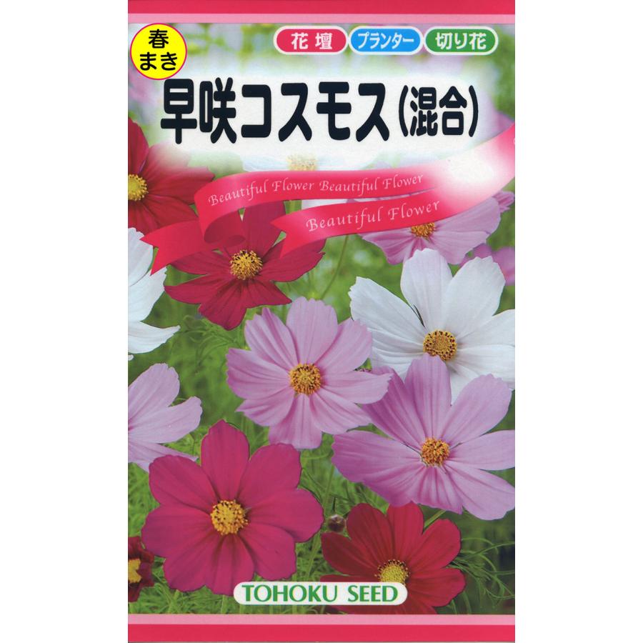 花の種 早咲コスモス混合 4袋まで送料73円 優良配送はクリップポス