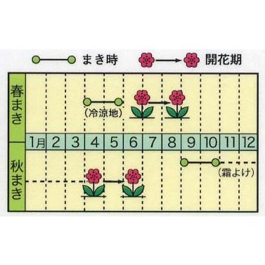 花の種 宿根 八重かすみ草 ローズかすみ草 カスミ草 4袋まで送料73