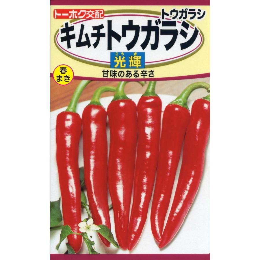 キムチトウガラシ 光輝 唐辛子 本場韓国系の品種 4袋まで送料73円